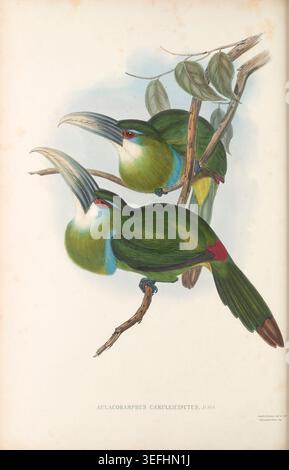 Zwei leuchtend grüne blaue Toucanets mit charakteristischen Schellen und roten Augenflecken sind in einer detaillierten, antiken, naturgeschichtlichen Illustration dargestellt, die tropische Vogelwelt zeigt. Eine Monografie der Ramphastidae oder Familie von Tukanen von John Gould, 1804–1881, Veröffentlichungsdatum 1852 Stockfoto