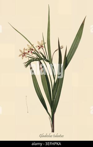 Gladiolus tubatus Pflanze mit schönen Blumen und langen Blättern, präsentiert als detaillierte Vintage botanische Illustration, perfekt für wissenschaftliche Studien und dekorative Zwecke. Von Les liliacees par P.J. Redoute. Band 5 Botanische und wissenschaftliche Illustrationen von Allais, Louis Jean; Bessin, R.; Candolle, Augustin Pyramus de,; Chailli, Jacques,; Didot,; Laroche, Francois de; Raffeneau-Delile, Alire; Redoute, Pierre Joseph, Veröffentlichungsdatum 1802 Stockfoto