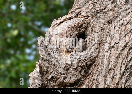 Die kleine Eule Athene noctua blickt aus der natürlichen Baumhöhle, Richmond Park, London Stockfoto
