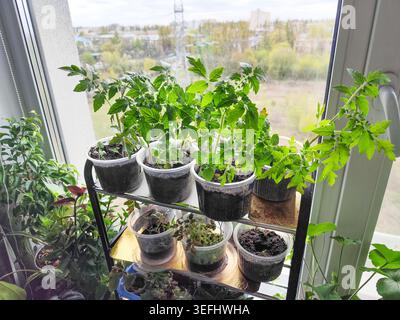 Junge Tomatensämlinge, die in Plastikbecher auf einem sonnigen Fensterbrett wachsen, Urban Home Gardening. Stockfoto