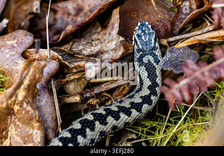 Detailbild einer Adder oder Viper (Vipera berus), die auf Common Land nach einem Winterschlaf bastelt. Stockfoto