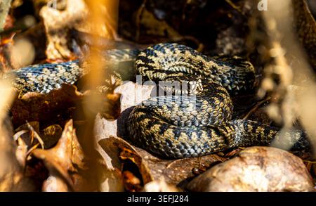 Detailbild von zwei Addern oder Vipern (Vipera berus), die nach einem Winterschlaf auf Common Land Basking. Stockfoto