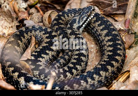 Detailbild einer Adder oder Viper (Vipera berus), die auf Common Land nach einem Winterschlaf bastelt. Nr. 2 Stockfoto