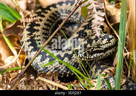 Detailbild einer Adder oder Viper (Vipera berus), die sich unter Vegetation versteckt, während sie sich nach einem Winterschlaf auf Common Land befindet. Stockfoto