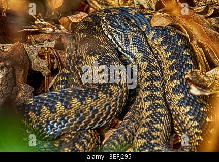 Detailliertes Farbbild einer Adder oder Viper (Vipera berus), die nach einem Winterschlaf auf Common Land bastelt. Stockfoto