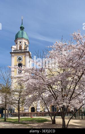 Die Kirschblüte blüht im Frühjahr vor der römisch-katholischen Kirche St. Joseph in Maxvorstadt, München, Bayern. Stockfoto