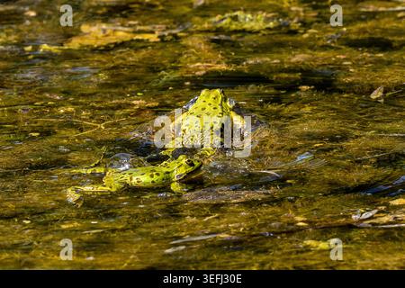 Rana temporaria, Reptilien, die im Wasser quaken, auch bekannt als Europäischer Grasfrosch oder Europäischer Grasfrosch, ist ein halbaquatischer Amphibi Stockfoto