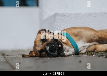 Schlafender brauner Hund mit blauem Kragen, der auf einem Bürgersteig in friedlicher Ruhe im Freien liegt Stockfoto