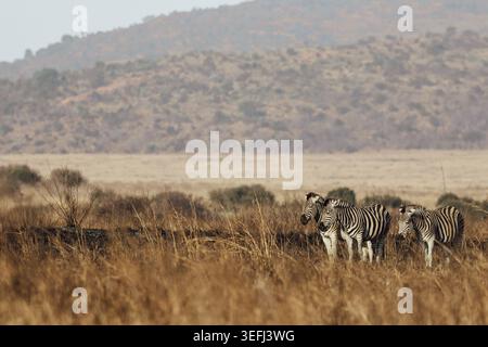 Blick auf Zebras, die im trockenen goldenen Savannengras mit sanften Hügeln im Hintergrund in der Waterberg District Municipality, Limpopo, Südafrika, stehen Stockfoto