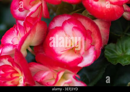 Begonia Blume in einem Hängekorb für einen Balkon. Wunderschöne Begonienblume, die in einem hängenden Korb auf einem Balkon wächst. Bunte Zierpflanze für Hom Stockfoto