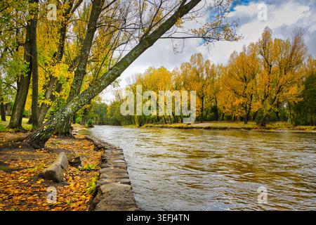 Herbstliche Landschaft am Fluss Alberche in Navaluenga, Spanien, mit goldenen Bäumen am Fluss und gefallenen Blättern entlang des Ufers. Stockfoto
