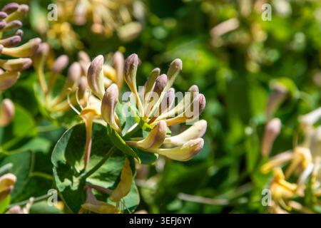 Blühende Geißblatt Lonicera Blumenknospe auf grünem Busch im sonnigen Garten duftenden Frühling Blumen Hintergrund. Stockfoto