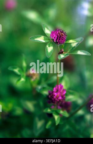 Violette Rotklee-Wildblume (Trifolium pratense) mit dreiblättrigen Blättern auf grüner Sommerwiese Stockfoto