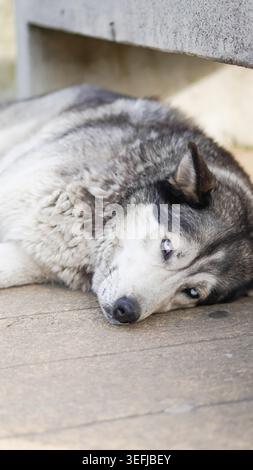 Ein grau-weißer Husky-Hund mit blauen Augen, der auf einer Betonoberfläche liegt. Stockfoto