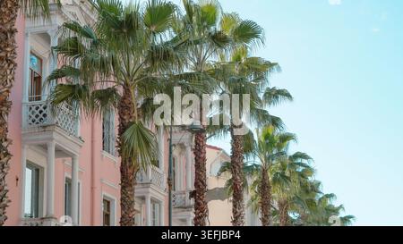 Hohe Palmen, die sich vor einem klassischen rosa Gebäude und blauem Himmel Reihen Stockfoto