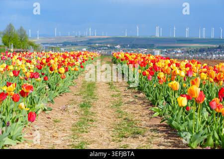 Rote und gelbe Tulpenreihen erstrecken sich über einen deutschen Bauernhof unter klarem blauem Himmel, mit nachhaltigen Windenergieanlagen im Hintergrund während der spr Stockfoto