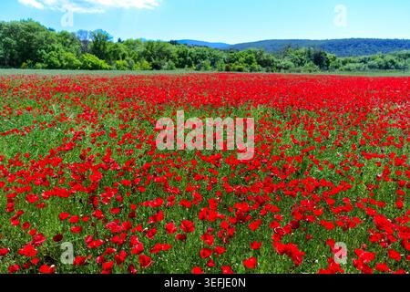 Rote Mohnblumen blühen auf einer riesigen grünen Wiese in Lesbos, Griechenland. Malerische Frühlingslandschaft mit waldbedeckten Hügeln unter einem sonnigen Mittelmeerraum Stockfoto