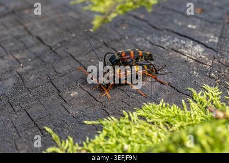 Zwei Schwarzfleckige Pachyta-Käfer paaren sich tagsüber auf einem verwitterten Stück Holz, umgeben von leuchtendem grünem Moos in einem Wald. Stockfoto