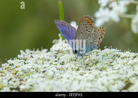 Polyommatus icarus-Schmetterlinge, allgemein bekannt als Common Blues, ernähren sich elegant von kleinen weißen Blüten, umgeben von leuchtend grünem Laub auf einem sonnigen Achterfeld Stockfoto