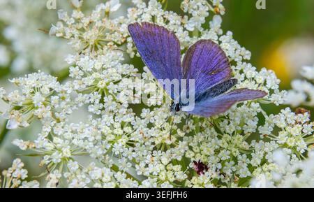 Gewöhnlicher Blauer Schmetterling, bekannt als Polyommatus icarus, thront auf zarten weißen Blüten auf einer üppigen Wiese unter hellem Sonnenlicht, das seine Brillanz zeigt Stockfoto