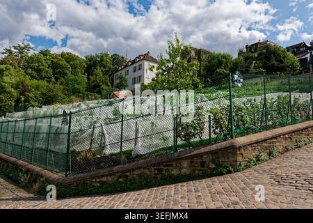 Paris, Frankreich. 20. August 2019: Das Weingut Clos Montmartre hinter einem Zaun auf dem Hügel Montmartre in Paris. Stockfoto