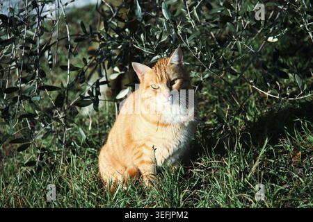 Orangene Tabbykatze, die im Gras unter Olivenbäumen sitzt. Stockfoto