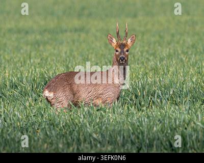 Männliche Rehe, auch bekannt als rehbock, (Capreolus capreolus), die im Winter Weizenfeld, den Fens, Cambridgeshire, England, stehen Stockfoto