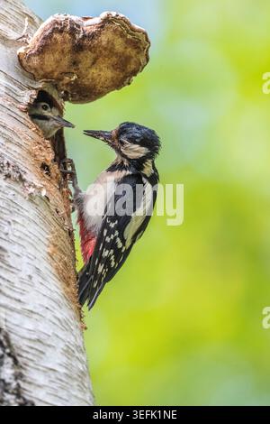 Weiblicher Großspecht, der Junge füttert, Abington Park, Northampton. Northants, England. Stockfoto