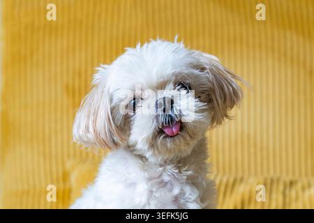 Ein wunderschöner weißer Shih-Tzu-Hund, der auf gelbem Sofa sitzt Stockfoto