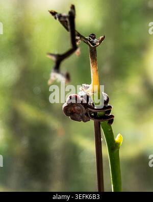 Eine Blütenknospe auf einer Orchideenpflanze Stockfoto