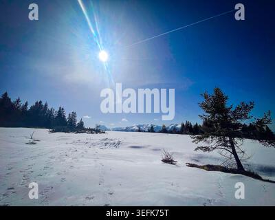 Ruhige Winterszene mit schneebedecktem Feld und Waldrand, mit fernen Bergen unter strahlender Sonne und blauem Himmel Stockfoto