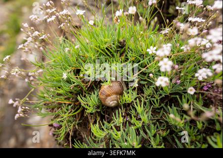 Römische Schnecke Helix pomatia mit gestreifter brauner Schale liegt zwischen zarten weißen gypsophila Baby Atem Wildblumen auf einem felsigen Bergvorsprung im Sommer. Stockfoto
