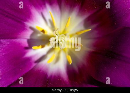 Extreme Makroaufnahme der Innenseite einer violetten Tulpenblüte mit Staubblättern und Pistil. Stockfoto