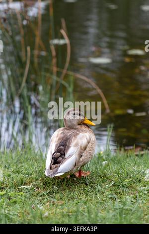 Weibliche Stockenten stehen auf dem grünen Gras am Rand eines Teiches mit Schilf im Hintergrund. Stockfoto