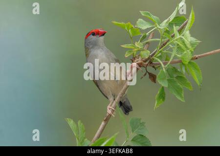 rotbrauenfinke, Neochmia temporalis Stockfoto