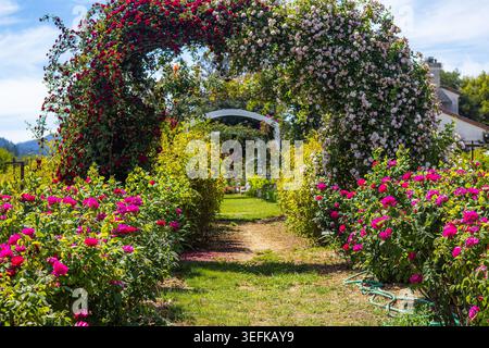 Reihen von Rosenbüschen in einem Rosengarten mit blühenden Bögen im Frühling Stockfoto