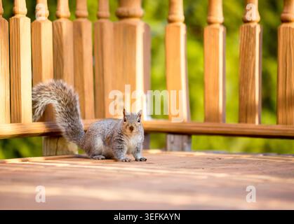 Ein Ostgraues Eichhörnchen (Sciurus carolinensis), das auf einer Holzterrasse in einem Hinterhof sitzt Stockfoto