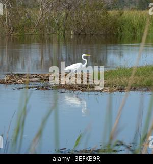 Die silberreiher, auch als die gemeinsame Egret, große Reiher oder silberreiher oder großen weißen Reiher in Cypress Lake, Florida, USA bekannt Stockfoto
