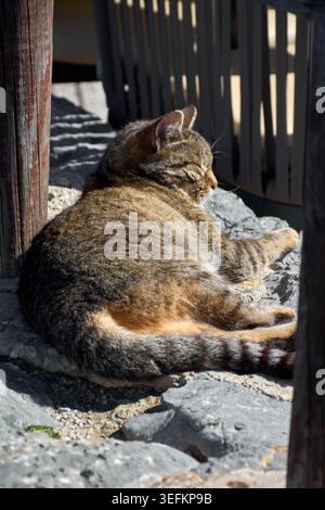 Die entzückende Tabbykatze genießt ein friedliches Nickerchen auf einem Steinvorsprung in der warmen Nachmittagssonne. Stockfoto
