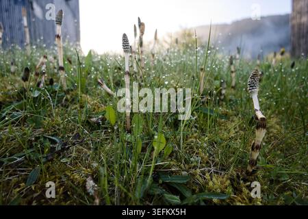 Schachtelhalmpflanzen, die an einem nebeligen Frühlingsmorgen am Great Glen Way am Ende des Loch Lochy in den schottischen Highlands durch taufendes Gras auftauchen. Stockfoto