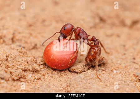 Eine Rote Ernte Ant (Pogonomyrmex barbatus) erntet einen Samen. Stockfoto