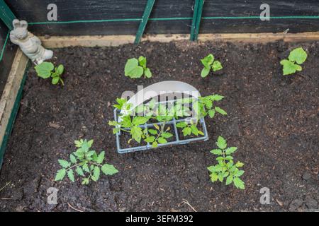 Frische Tomatensämlinge werden in dunklem Gewächshausboden um ein Tablett gepflanzt. Der Blick über dem Garten zeigt Gemüseanfang und Frühjahrswachstum. Stockfoto