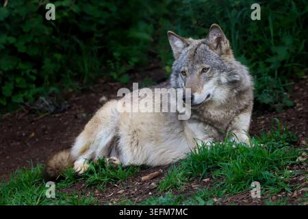 Ein entspannter europäischer Wolf (Canis Lupus Lupus), der auf grasbewachsenem Boden ruht und zufrieden in einem naturalistischen Lebensraum in Südspanien aussieht Stockfoto