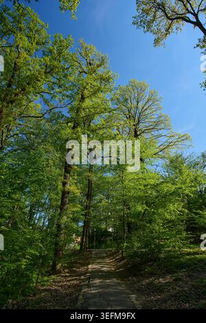 Ein gepflasterter Steinweg führt bergauf durch hohe Laubbäume mit frischem Frühlingslaub vor einem klaren blauen Himmel Stockfoto