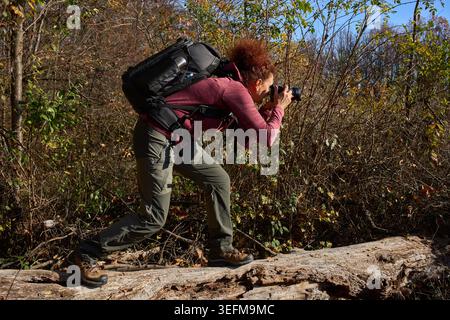 Eine reife Fotografin mit großem Rucksack beugt sich über einen gefallenen Baumstamm, um mit ihrer Kamera in einem sonnigen Herbstwald zu fotografieren Stockfoto