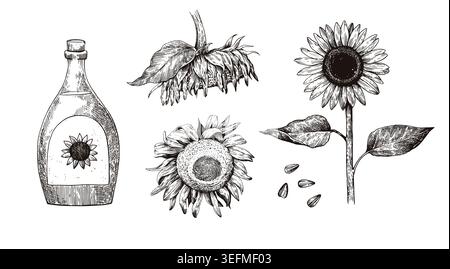 Set von Sonnenblumenpflanzen, Blumen und Samen. Handgezeichnete, realistische Schwarzweiß-Tinte. Stock Vektor