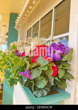 Nahaufnahme eines Blumenkastens mit leuchtenden lila, roten und weißen Blumen und grünen Efeublättern auf einem Gebäude in Nassau, Bahamas. Stockfoto