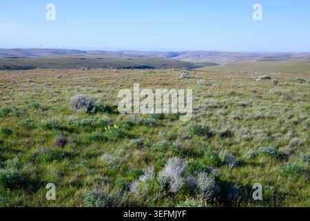 Blick über die halbtrockene Steppenlandschaft im Nordosten von Oregon im Morrow County im Frühling Stockfoto