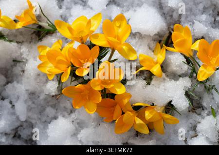 Erste Frühlingsgelbe Krokusblüten im Schnee Stockfoto