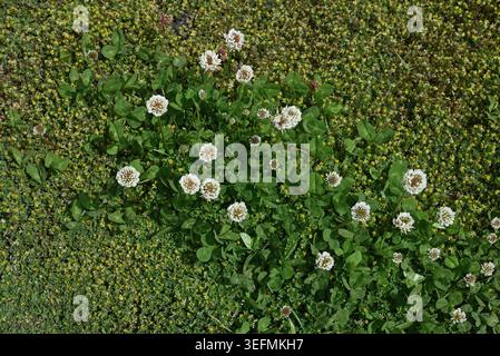 Weiße Kleeblüten. Schmetterlingsblüten gruppieren sich zu einer kugelförmigen Form. Es ist eine Nektar produzierende Pflanze, essbar und medizinisch. Stockfoto